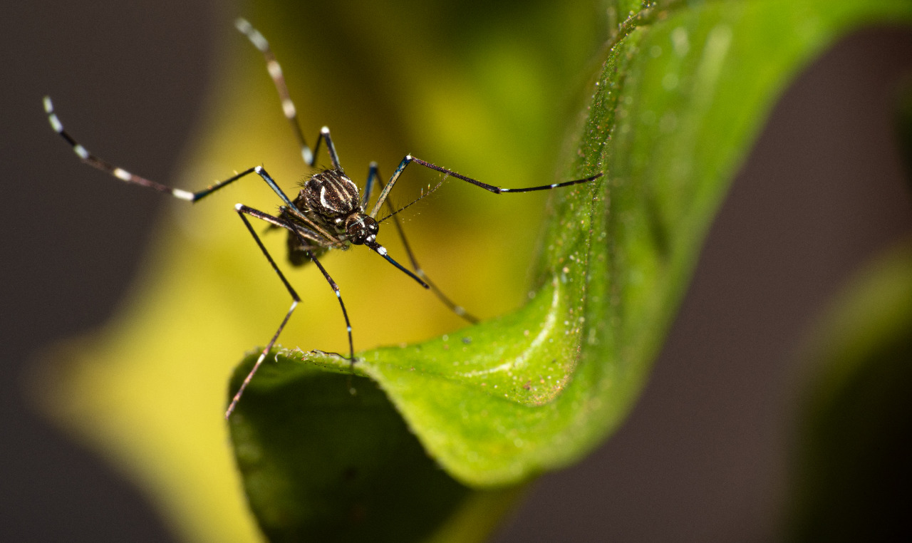 Salud confirma octavo caso de dengue tipo 4 o DENV-4 Salud confirma octavo caso de dengue tipo 4 o DENV-4