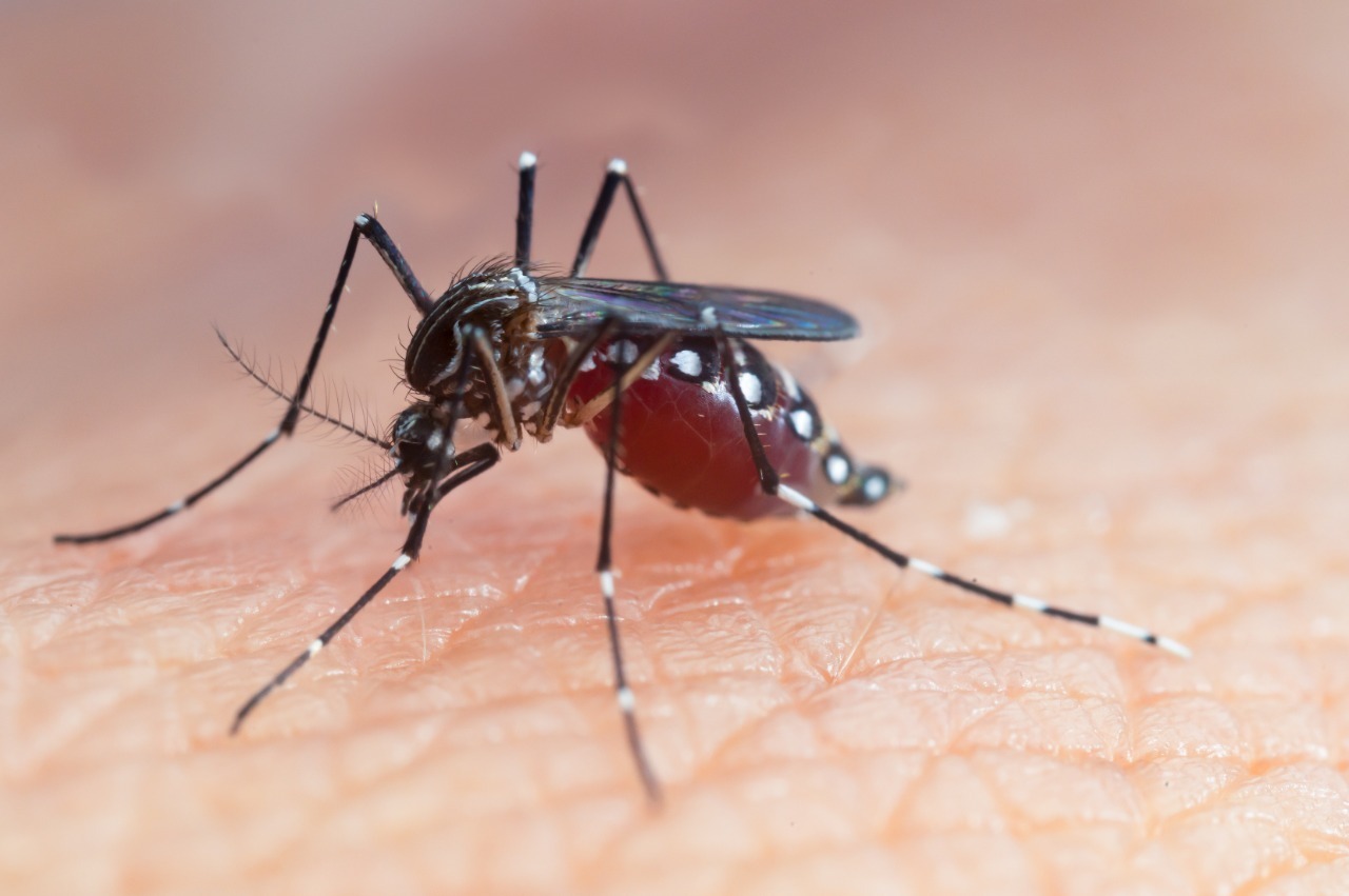 Salud confirma caso de dengue tipo 4 o DENV-4 Salud confirma caso de dengue tipo 4 o DENV-4