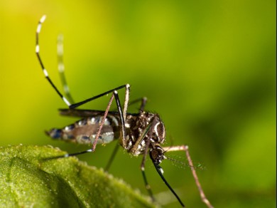 Salud declara alerta sanitaria preventiva por dengue Salud declara alerta sanitaria preventiva por dengue