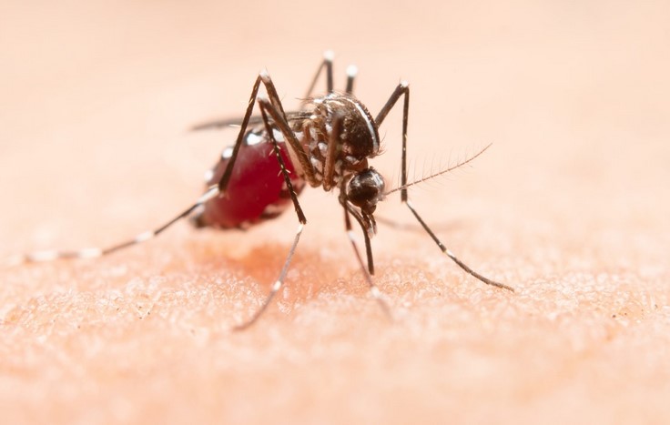 Salud reporta brote de malaria en la provincia de Limón Salud reporta brote de malaria en la provincia de Limón
