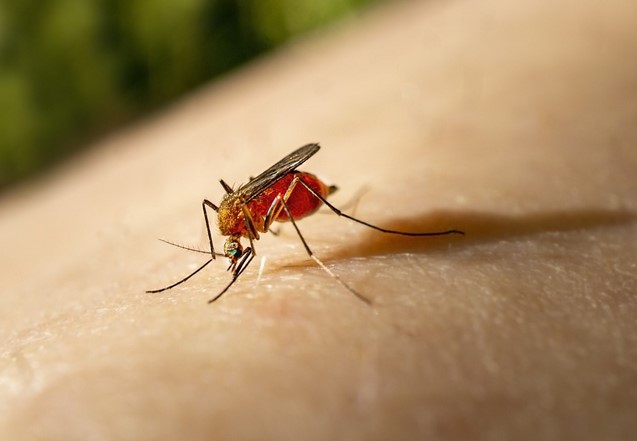 Salud reporta dos casos importados de malaria en Cartago Salud reporta dos casos importados de malaria en Cartago