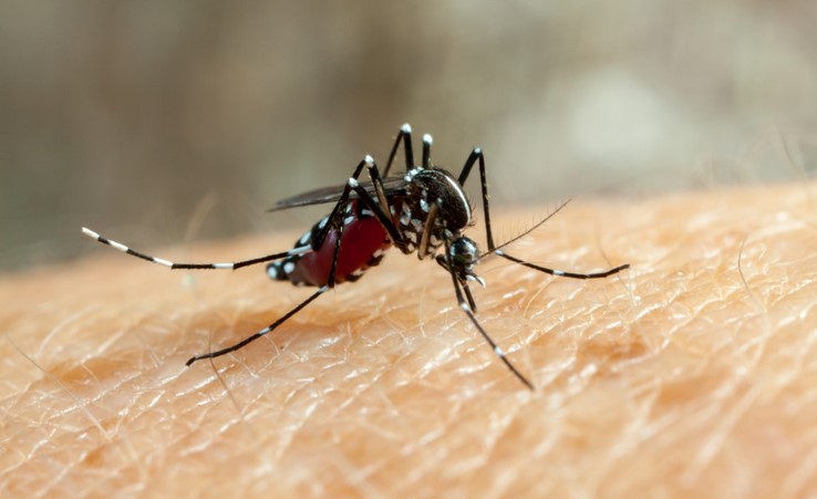 Salud confirma circulación autóctona simultanea de los cuatro serotipos de dengue en el país