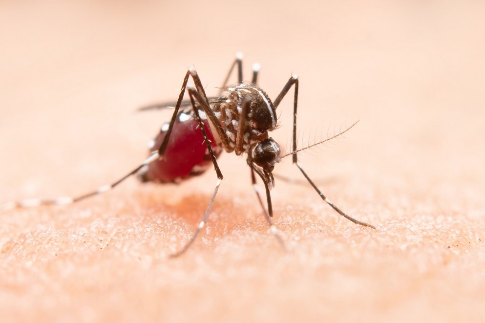 Comisión detalla información de fallecimientos de personas por dengue